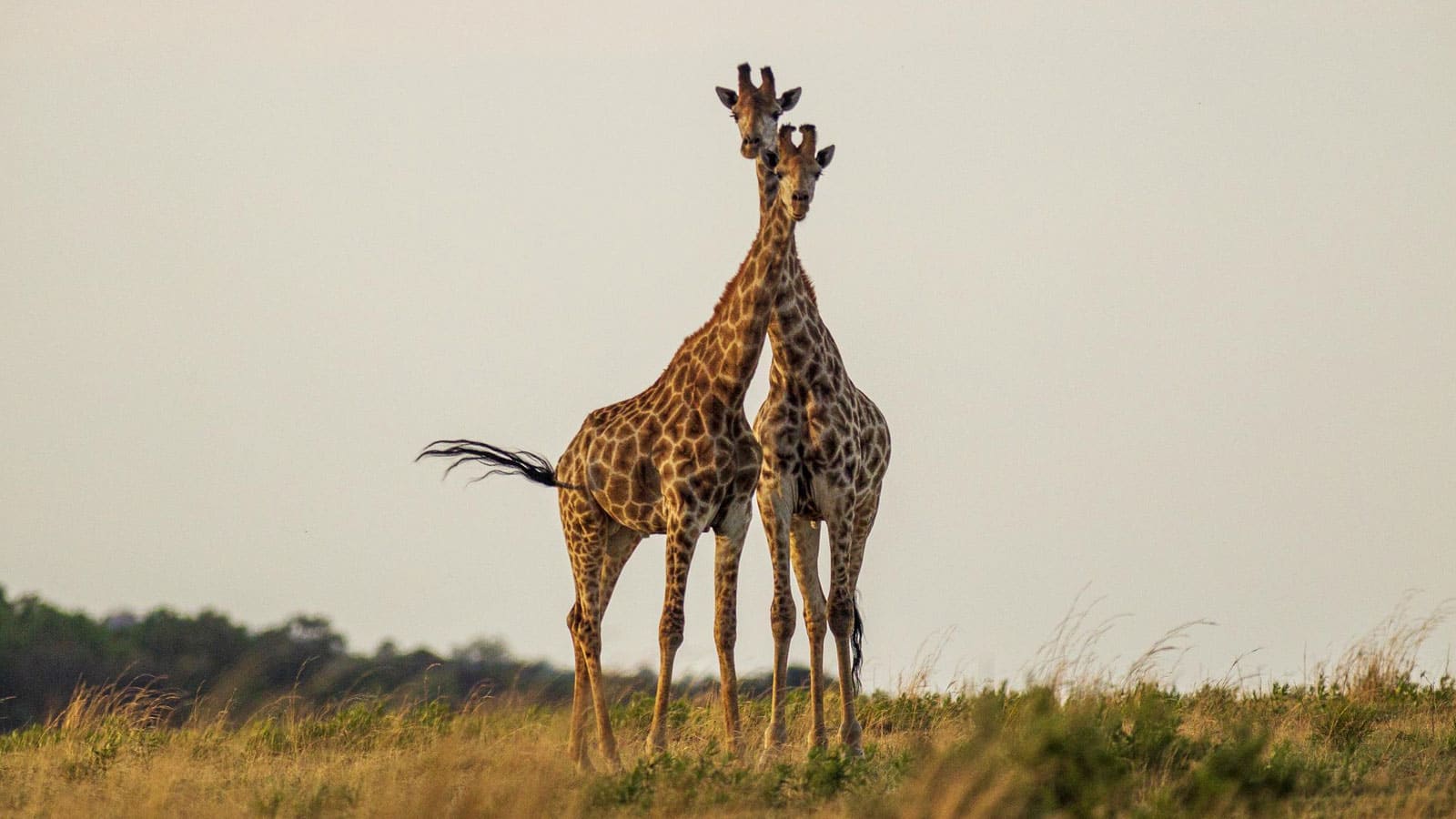 Nature’s Haven, Wildlife’s Home.