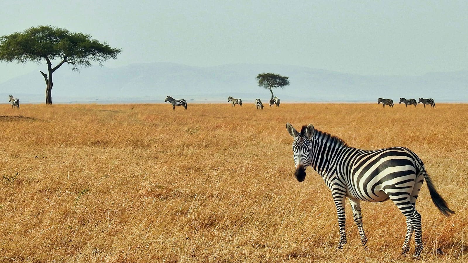 Where the Wild Comes Alive.